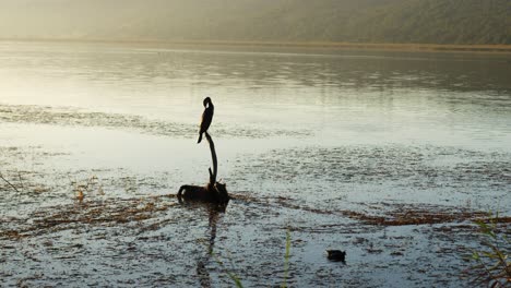 Waterbird-sits-on-a-dead-tree-stump-as-water-ripples-by,-other-water-birds-skip-over-water