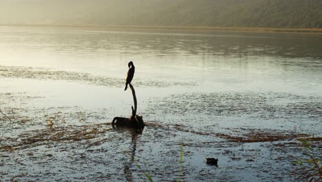 ave acuática se sienta en un tocón de árbol muerto mientras el agua se ondula, otras aves acuáticas saltan sobre el agua