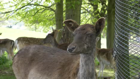 Gefährdete,-Leichtgläubige-Damhirsche,-Die-Nach-Raubtieren-Ausschau-Halten