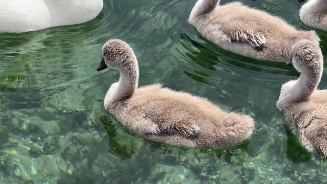 Uma família de cisnes-mudos e cisnes cinzentos nadam juntos em água límpida e turquesa do lago.