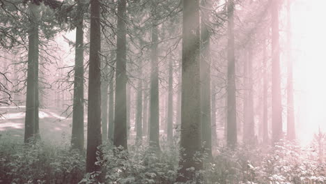 Sunset-or-sunrise-in-the-winter-pine-forest-covered-with-a-snow