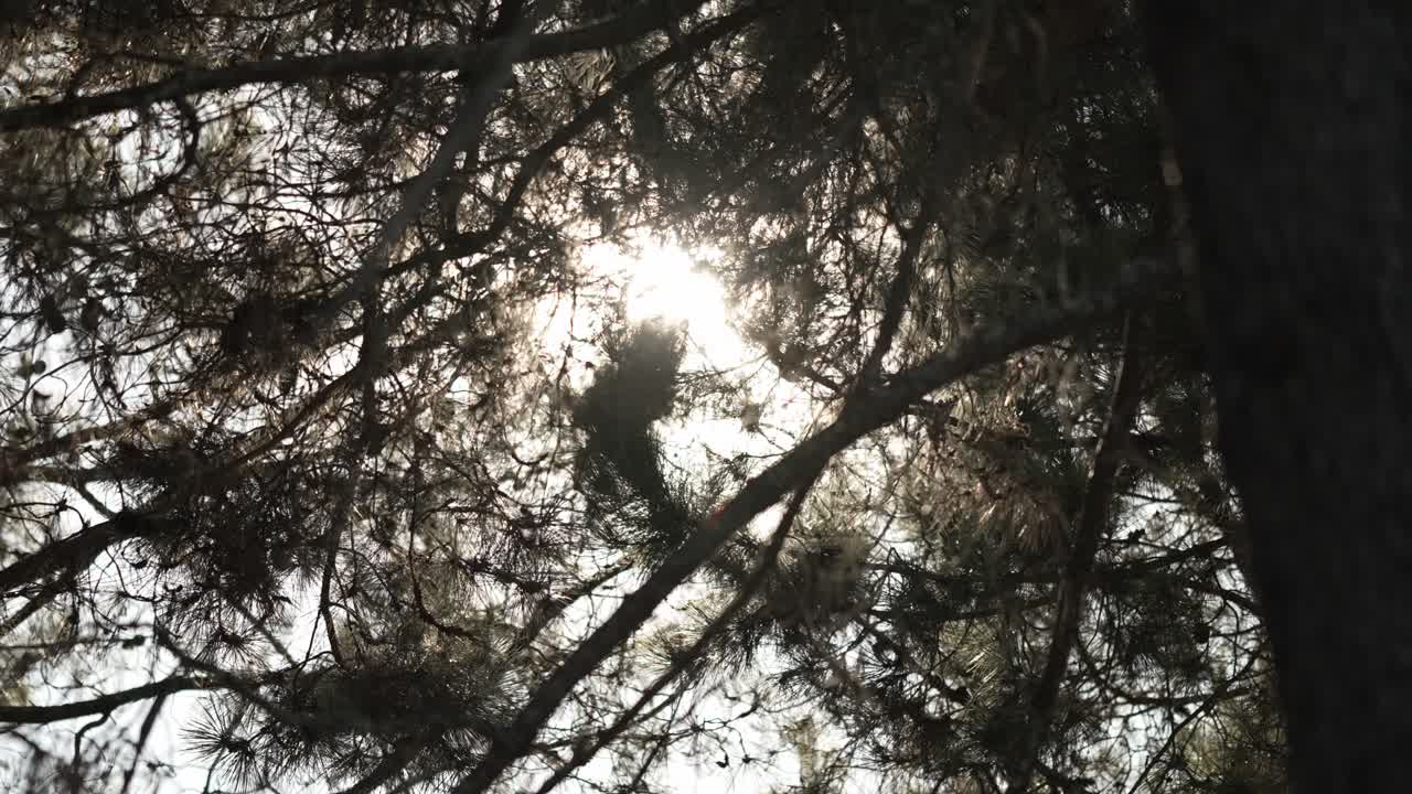 Sunlight filters through dense pine tree branches, creating a serene natural scene