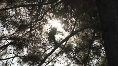 sunlight filters through dense pine tree branches, creating a serene natural scene