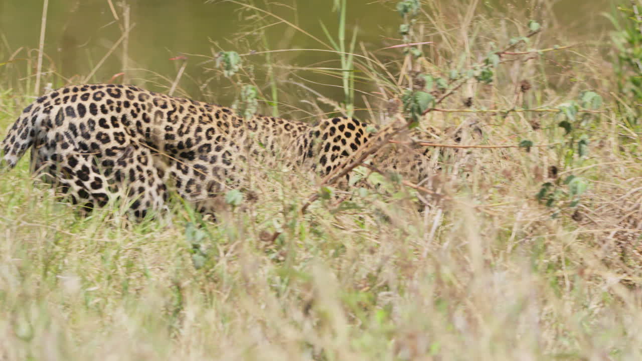 Su birikintisinin yanında yürüyen yalnız bir leopar