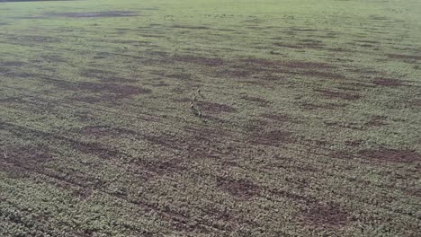drone shot of hunters with birds. falconry