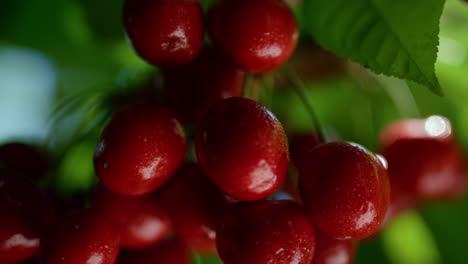 Primer-Plano-Húmedo-De-La-Rama-De-La-Baya-De-La-Cereza-Lista-Para-La-Cosecha.-Nutrición-Dulce-Y-Madura-De-Temporada.