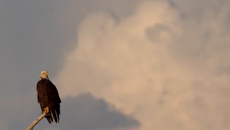 Weißkopfseeadler,-Der-Auf-Einem-Baum-Sitzt-Und-Seine-Umgebung-Beobachtet