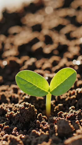 sprout growing in soil