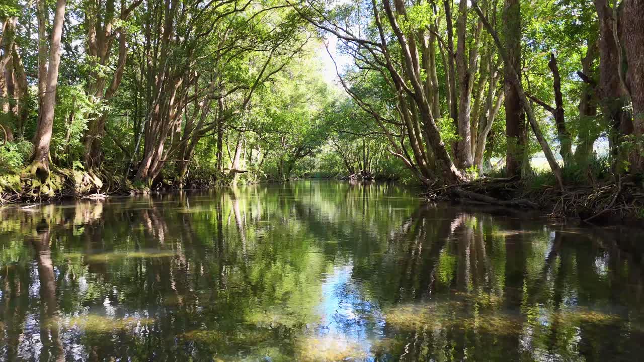 A tranquil river flows through a dense, sunlit forest, reflecting vibrant greenery and creating a peaceful, natural atmosphere
