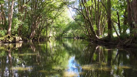 a tranquil river flows through a dense, sunlit forest, reflecting vibrant greenery and creating a peaceful, natural atmosphere