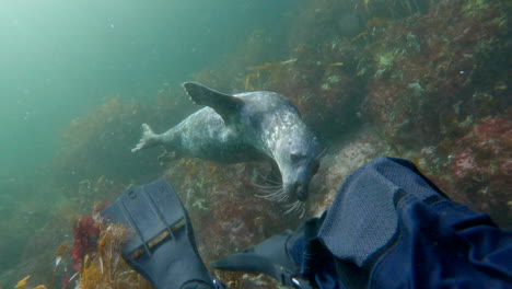 Kegelrobbe-Schwimmt-Während-Eines-Tauchgangs-In-Percé,-Quebec,-In-Der-Nähe-Von-Tauchern