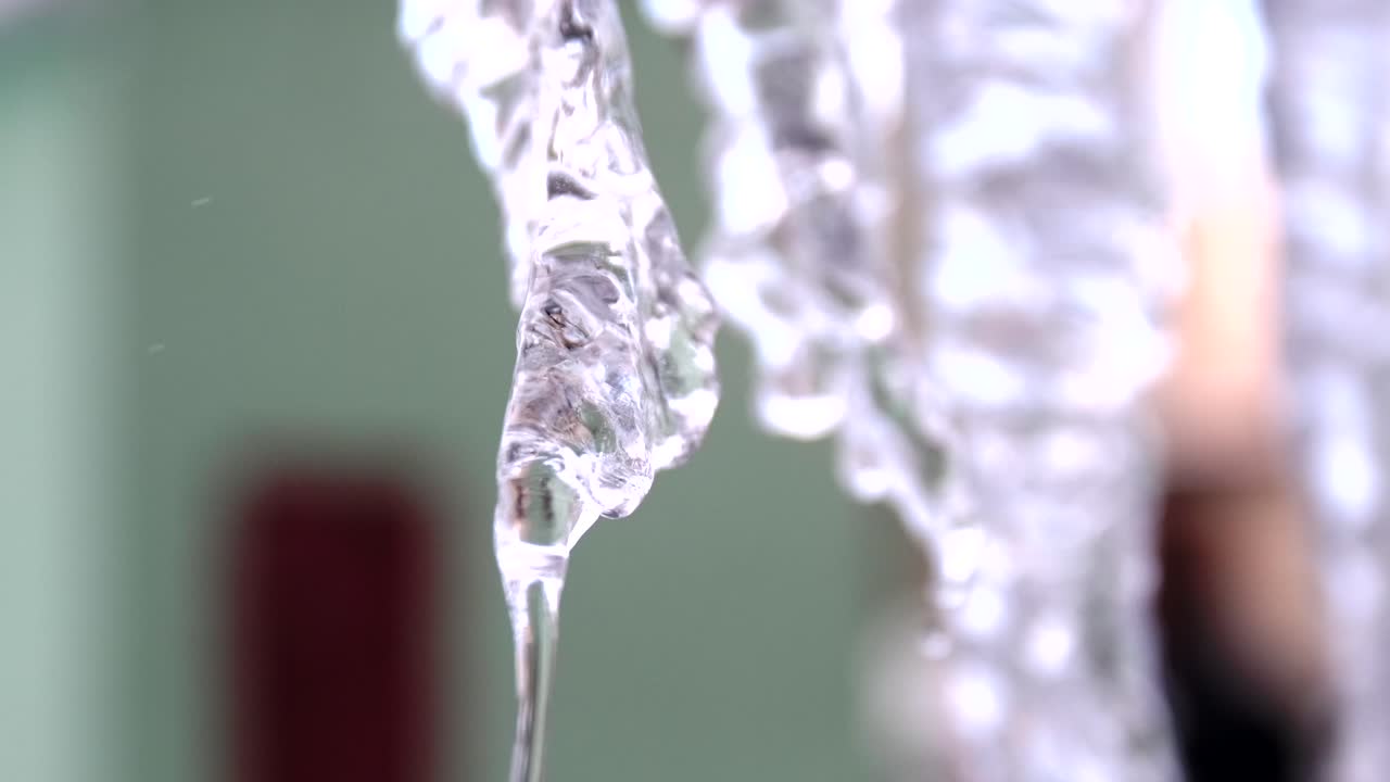 얼음 어리의 클로즈업