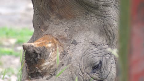 Close-up-of-a-rhinoceros-eating-grass-next-to-a-fence-in-captivity