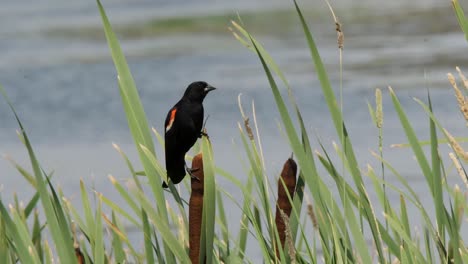 Red-winged-Blackbird-perches-on-cattail-bulrush-on-windy-marsh-day