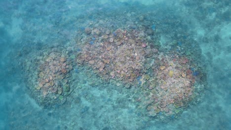 spectacular coloured coral reef ecosystem part of the great barrier reef viewed from above through crystal clear ocean water