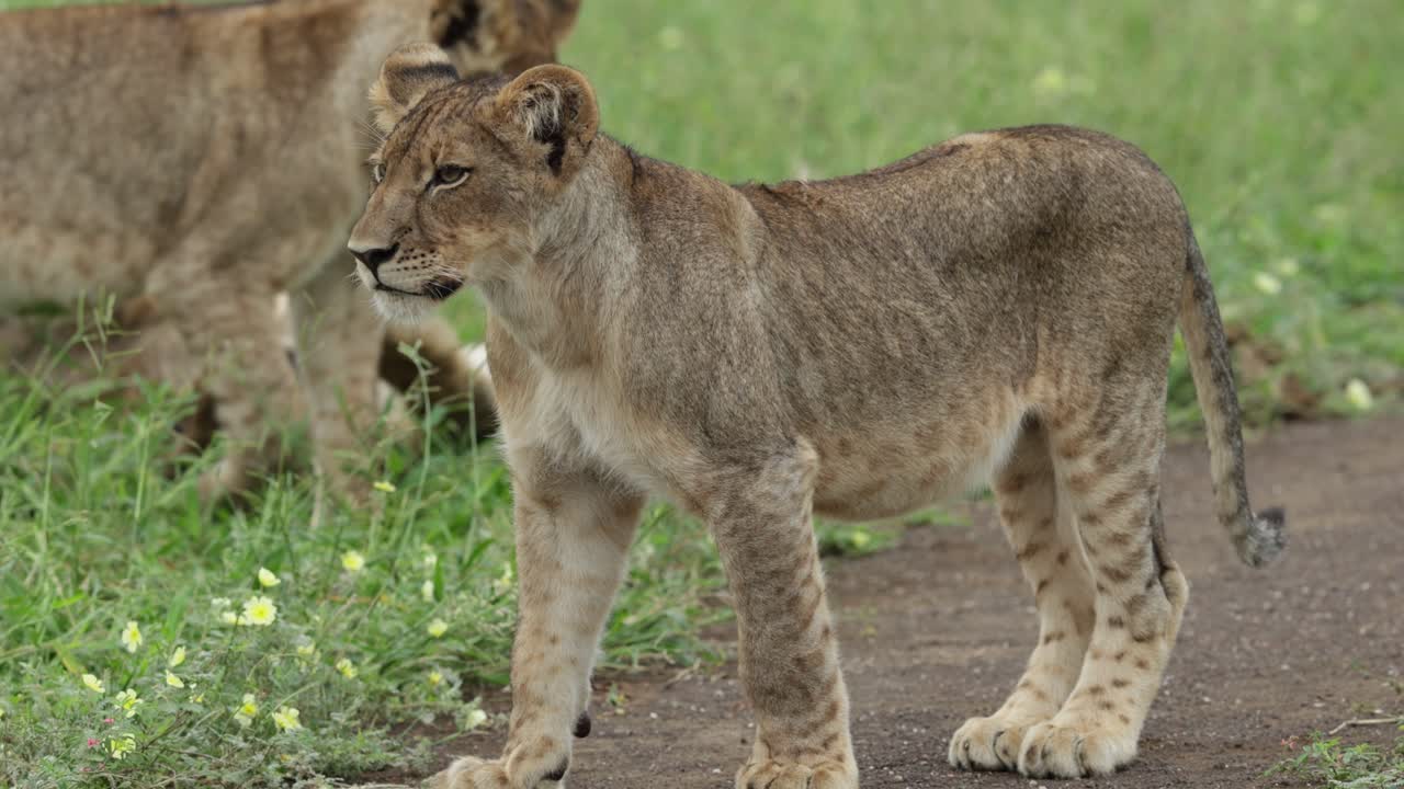 Cute lion cubs play fighting in Mashatu Game Reserve.
