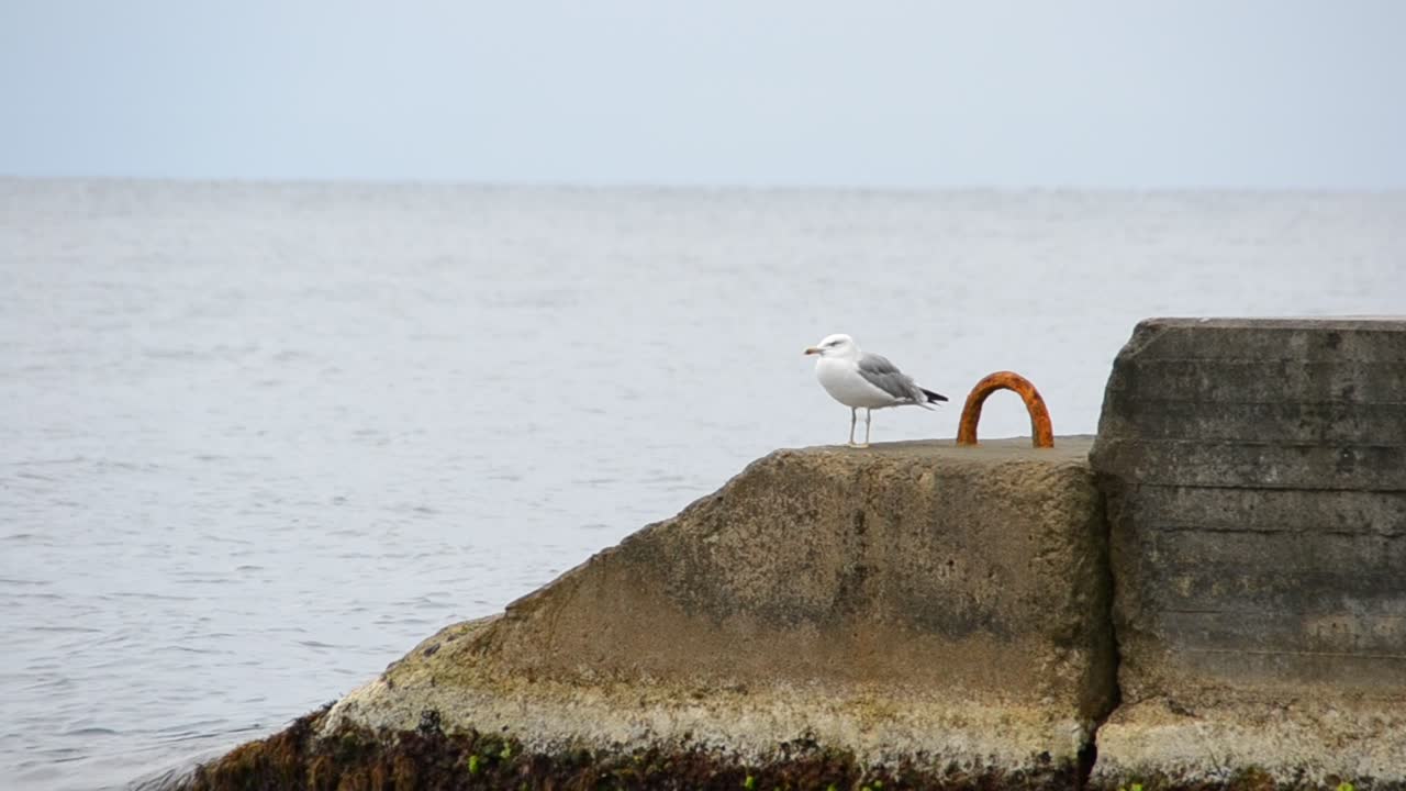 Sea