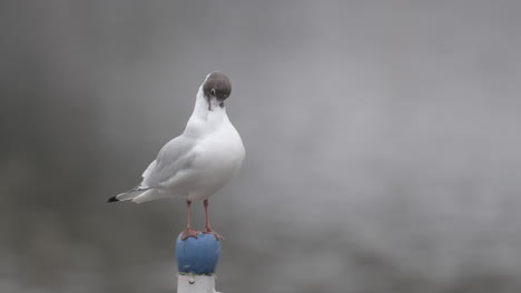 Portrait-Larus-ridibundus,-black-headed-gull-in-winter,-Prague-Czech-republic