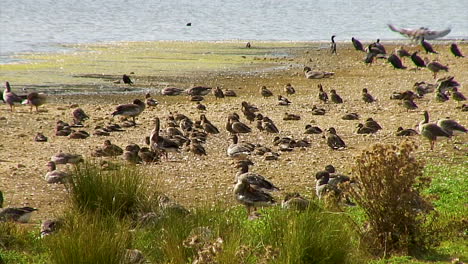 Eine-Schar-Graugänse-An-Einem-Trockenen-Ufer-Eines-Stausees-In-Rutland,-England