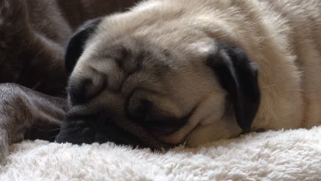 Sleepy-pug-filmed-in-4k-at-24fps