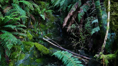 stream trickling through lush rainforest