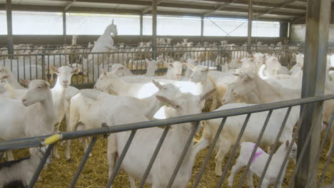 a pan of a barn filled with white goats