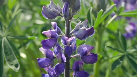 close-up of a purple lupine flower in a lush green field in iceland