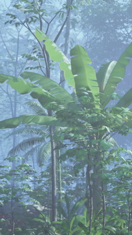 misty tropical jungle