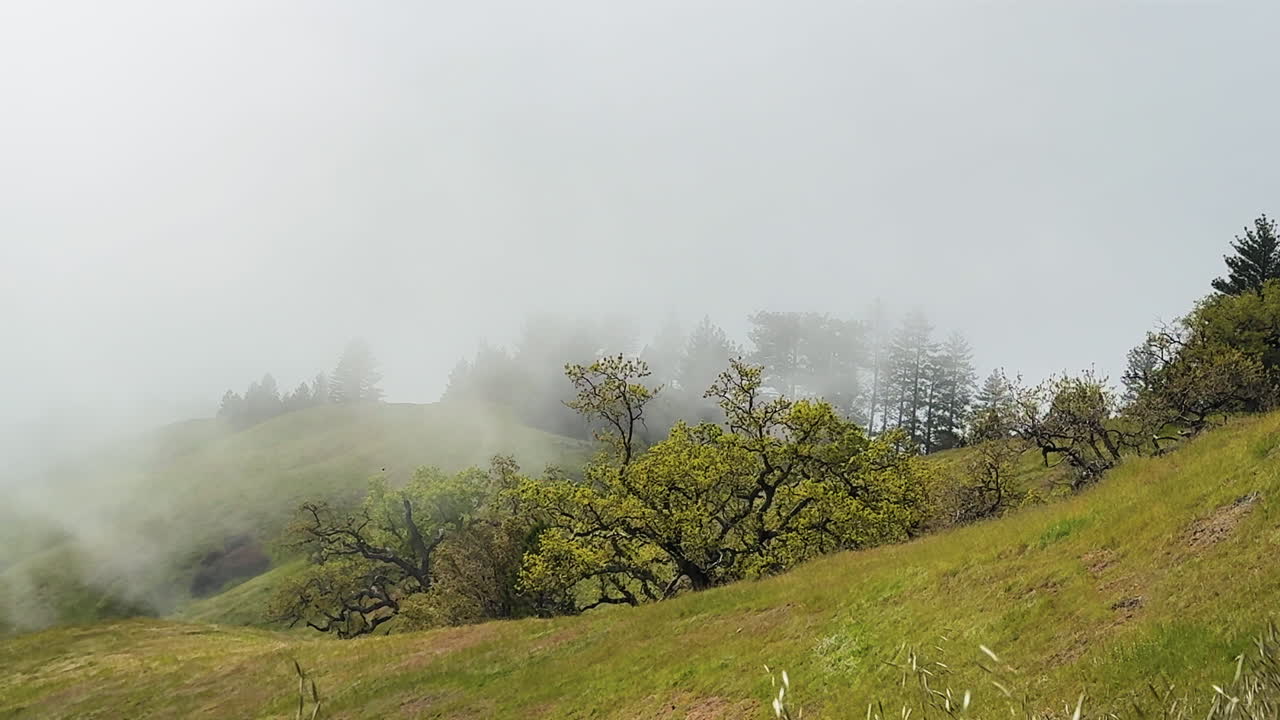 Static view of fog-covered hills, lush vegetation, and trees at Big Sur Limekiln State Park - California - USA