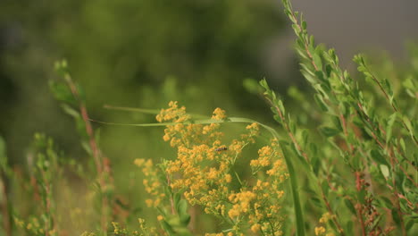 small insect crawls across vibrant yellow wildflowers surrounded by vivid green leaves in peaceful countryside setting under soft natural light, showcasing serene beauty of rural summer