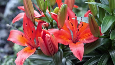 Orange-Lily-in-full-bloom