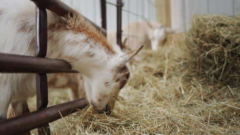 goats and goats eat hay in the barn, sticking their heads through the fence.