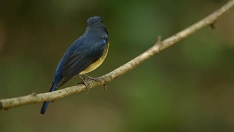 Mirando-Hacia-Atrás-Y-De-Repente-Gira-Hacia-La-Derecha,-Papamoscas-Azul-Chino,-Cyornis-Glaucicomans,-Buscando-Invertebrados-E-Insectos-En-Un-Bosque-En-Tailandia