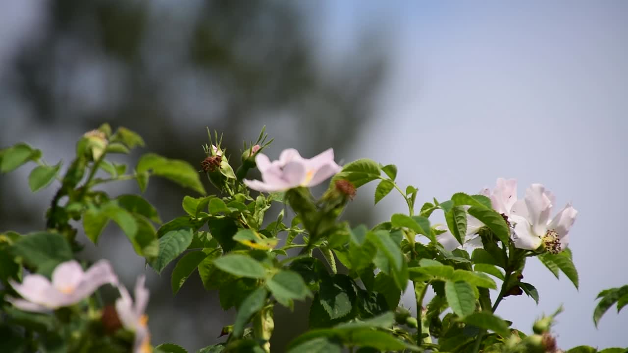 봄 나무 꽃에 벌