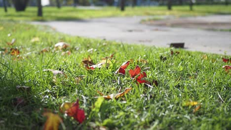 closeup of fallen leaves on green grass in a park