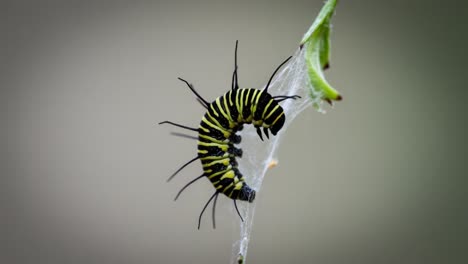 a close-up view of a striking yellow and black caterpillar suspended in a silken web, showcasing nature's intricate details and beautiful patterns