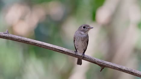 el papamoscas marrón asiático es un pequeño pájaro paseriforme que se reproduce en japón, himalaya y siberia