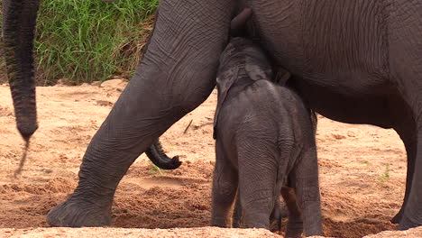 Una-Cría-De-Elefante-Muy-Joven-Amamantando-En-El-Pecho-De-Su-Madre