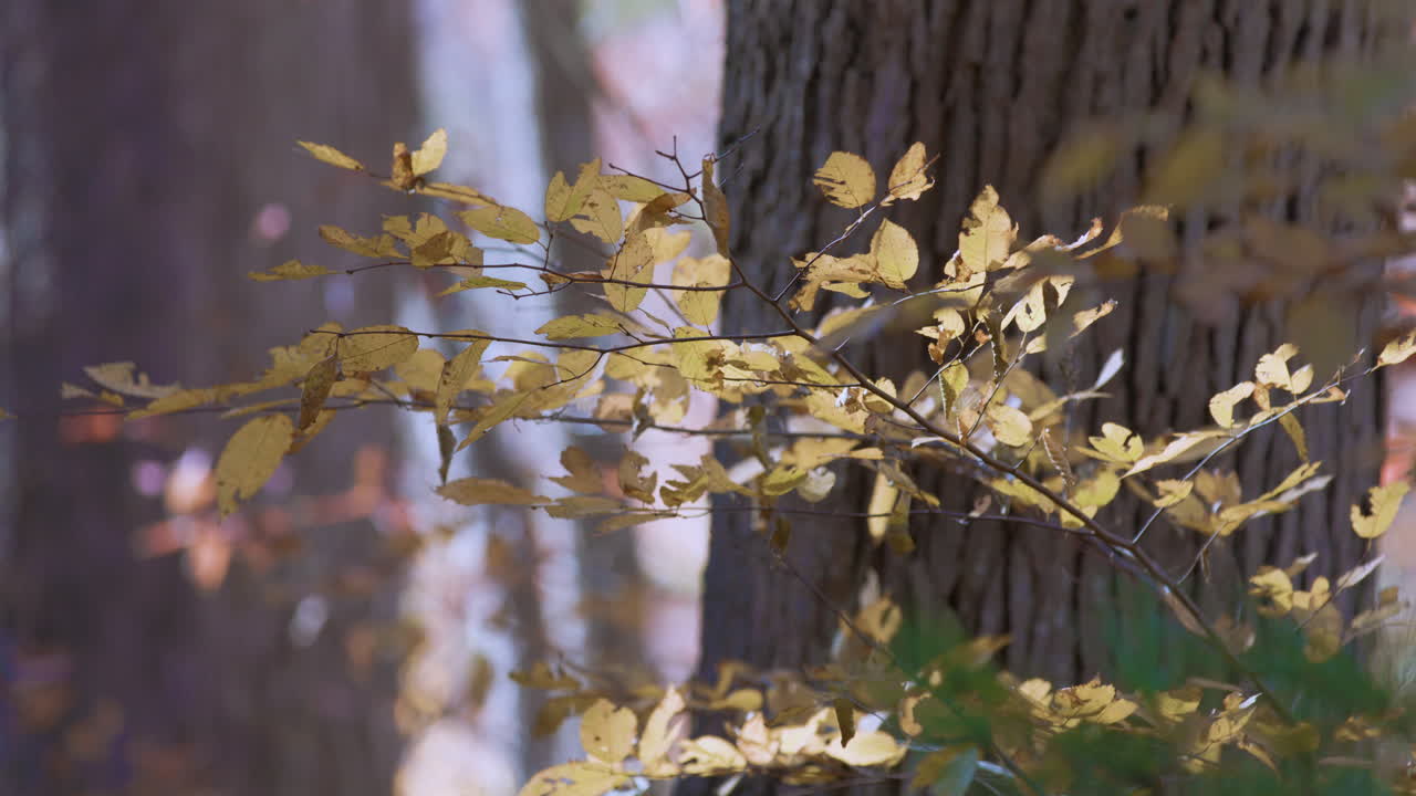 가을 에 숲 에 있는 노란 잎