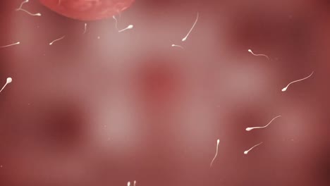 moving egg cell being fertilized by sperm