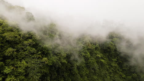vista aérea de la selva tropical nublada o del bosque tropical - vuelo sobre la selva en bali, indonesia - disparo de drones