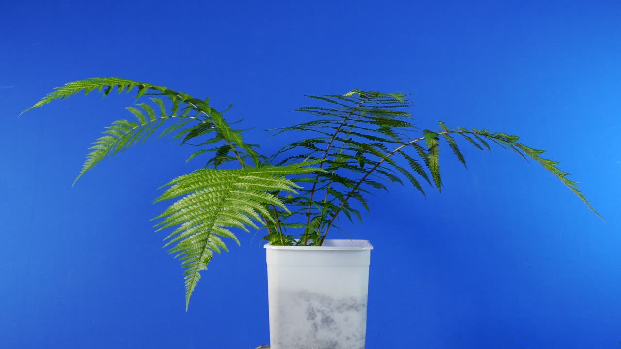 Fern In Breeze - Bluescreen For Compositing