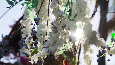 primer plano de sol asomándose a través de flores blancas decorativas y arándanos