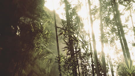 bamboo forest illuminated by sunlight in a serene natural setting