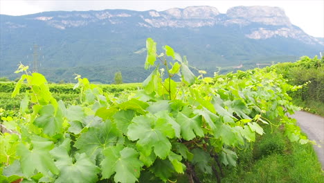 grape vines in south tyrol, italy with amazing view