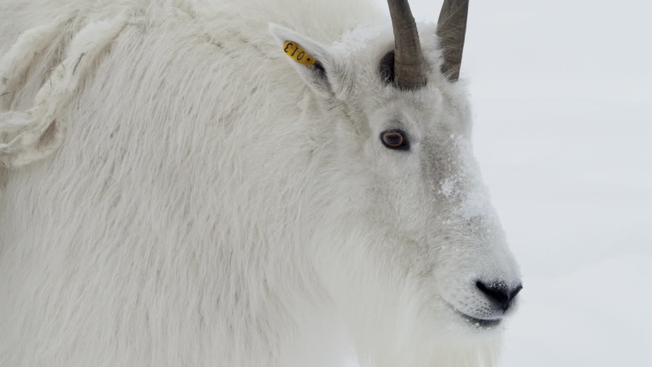 산 염소 머리의 근접, 와이트호스, 유콘, 캐나다의 겨울 시즌