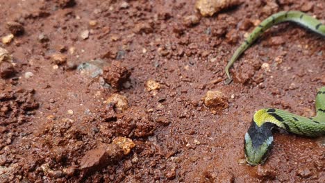 the indian grass snake or green keelback , is a non-venomous species of snake, with its beautiful patterned skin, found in parts of asia - known as gavtya snake in most parts of india