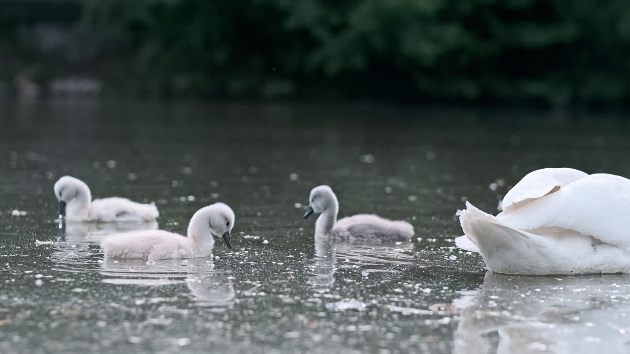 Adult Swan and Cygnets on a Pond