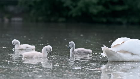 adult swan and cygnets on a pond