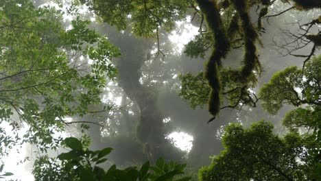 upward view of mist moving through jungle tree canopies